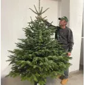 Brad de Crăciun la ghiveci 20L (Abies Normandianna), 140-210 cm