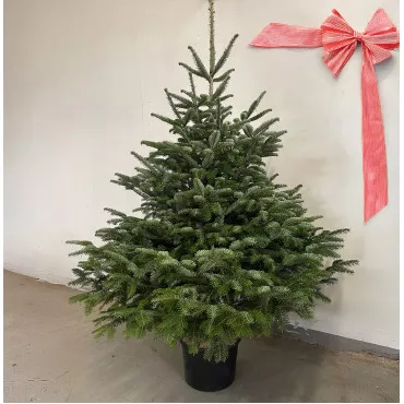 Brad de Crăciun la ghiveci 20L (Abies Normandianna), 140-210 cm
