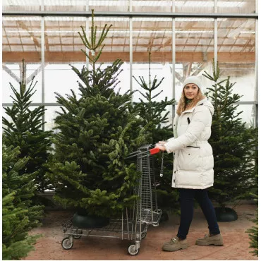 Brad de Crăciun tăiat (Abies Normandianna), 160-210 cm
