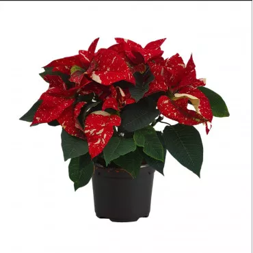 Crăciuniță (Poinsettia) Snowfire, roșie/galbenă, ghiveci 14 cm ®