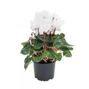 Cyclamen Ivory Glow, alb ®