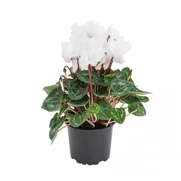 Cyclamen Ivory Glow, alb ®