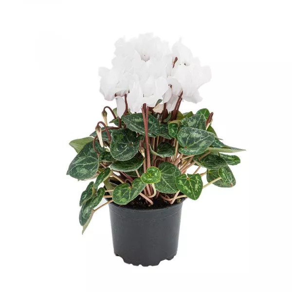 Cyclamen Ivory Glow, alb ®