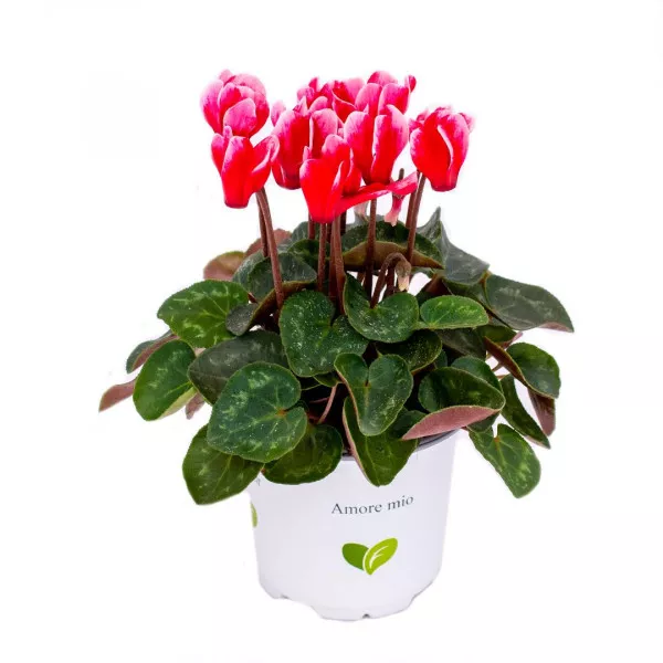 Cyclamen Red Horizon, roșu ®