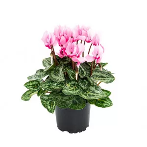 Cyclamen Blush Royale, roz ®