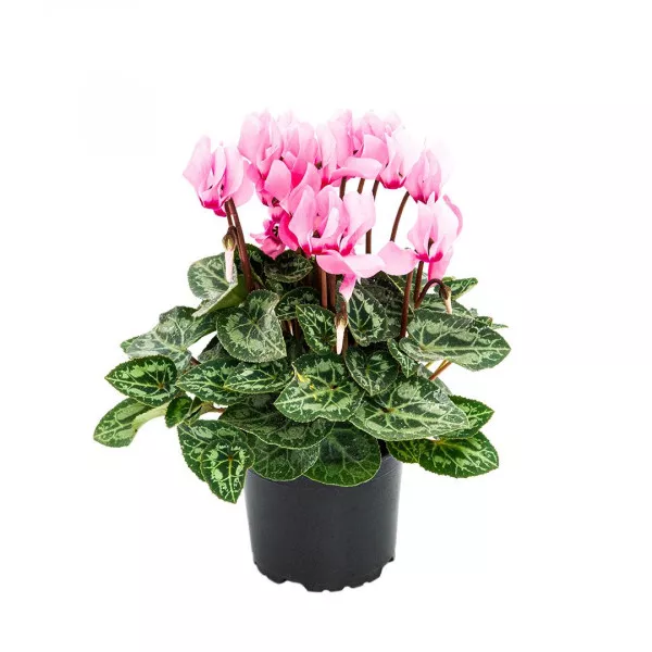 Cyclamen Blush Royale, roz ®