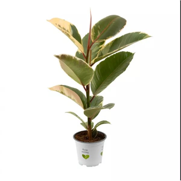 Ficus robusta, verde Aqua, ghiveci 10.5 cm ®