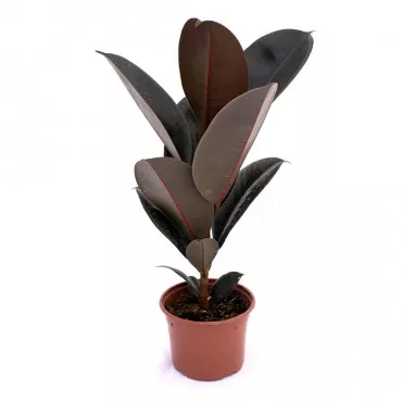 Ficus robusta, verde Sevilla, ghiveci 10.5 cm ®