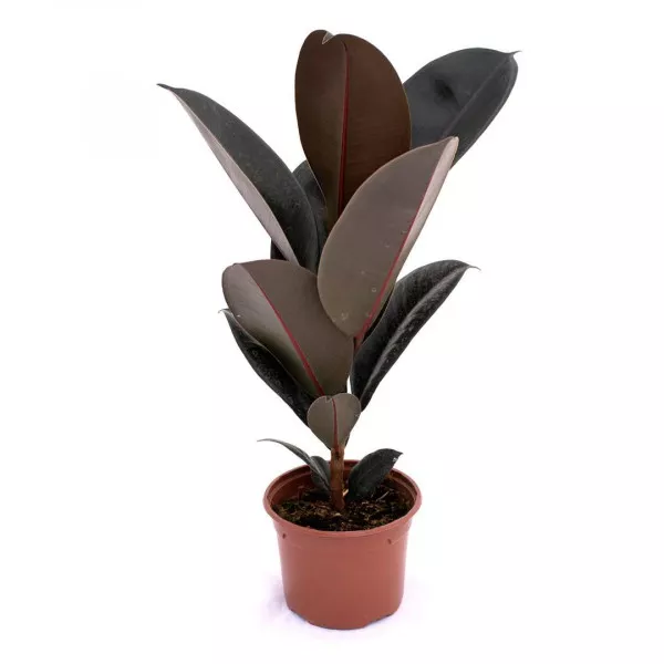 Ficus robusta, verde Sevilla, ghiveci 10.5 cm ®
