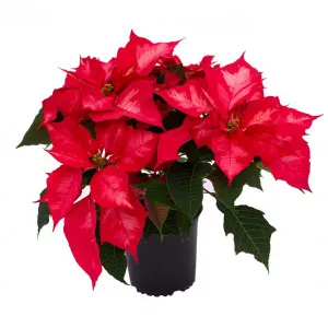 Crăciuniță (Poinsettia) Noël Rouge, roșie, ghiveci 12 cm ®