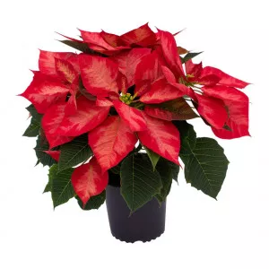 Crăciuniță (Poinsettia) Noël Rouge, roșie, ghiveci 14 cm ®