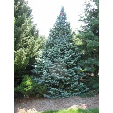 Brad lasiocarpa (Abies lasiocarpa arizonica) la ghiveci P6