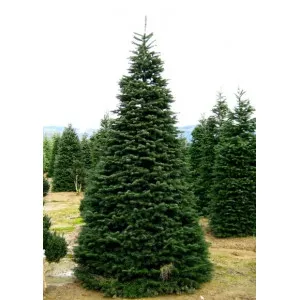 Brad nordmanniana (Abies nordmanniana) la ghiveci P6