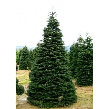 Brad nordmanniana (Abies nordmanniana) la ghiveci P6