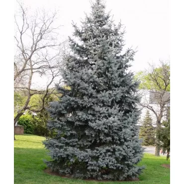 Brad concolor (Abies concolor) la ghiveci P6
