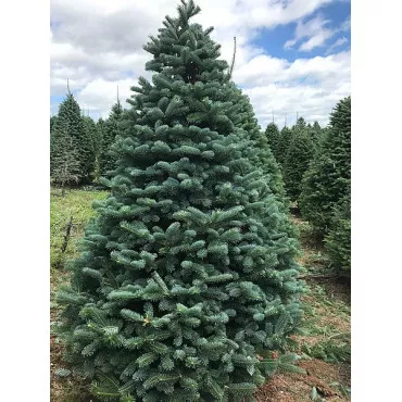 Brad alb romanesc (Abies alba) la ghiveci P12