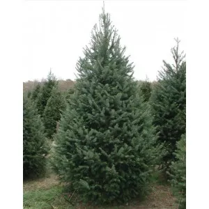 Duglas (Pseudotsuga menziesii) la ghiveci P12