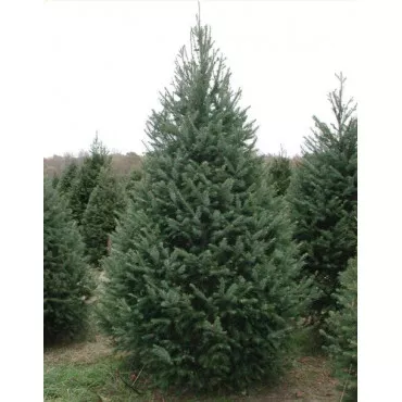 Duglas (Pseudotsuga menziesii) la ghiveci P12