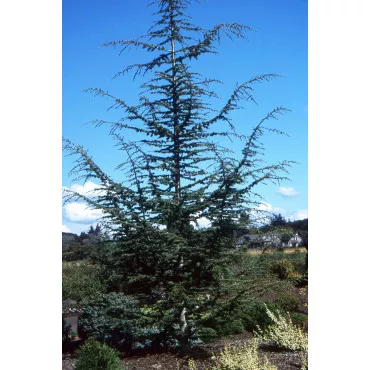 Cedru libanez (Cedrus libani) la ghiveci C1