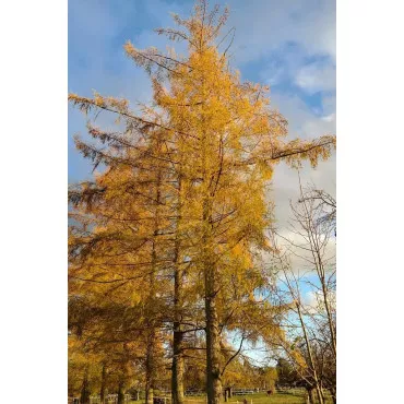 Larice, Zadă (Larix decidua) la ghiveci C1