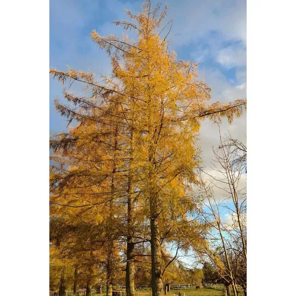 Larice, Zadă (Larix decidua) la ghiveci C1