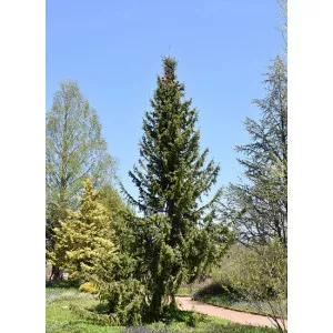 Molid sârbesc (Picea omorika) la ghiveci C1