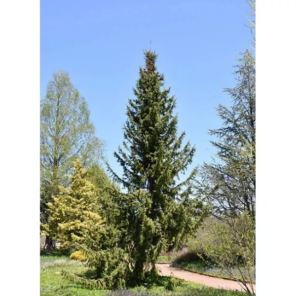 Molid sârbesc (Picea omorika) la ghiveci C1