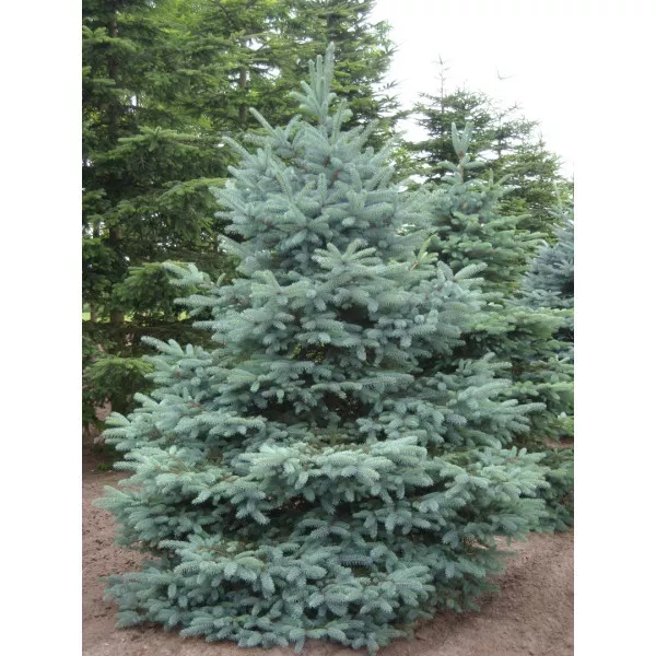 Molid argintiu San Juan (Picea pungens Glauca San Juan) la ghiveci C1