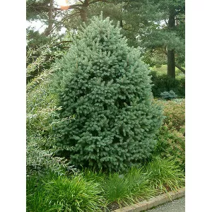 Molid engelmannii (Picea engelmannii) la ghiveci C1