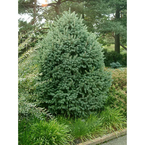 Molid engelmannii (Picea engelmannii) la ghiveci C1