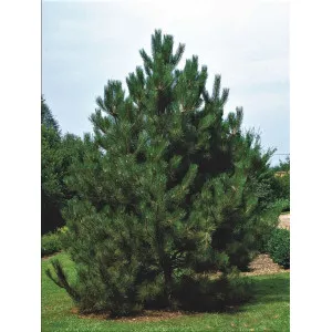 Pin austriac negru (Pinus nigra austriaca) la ghiveci C1