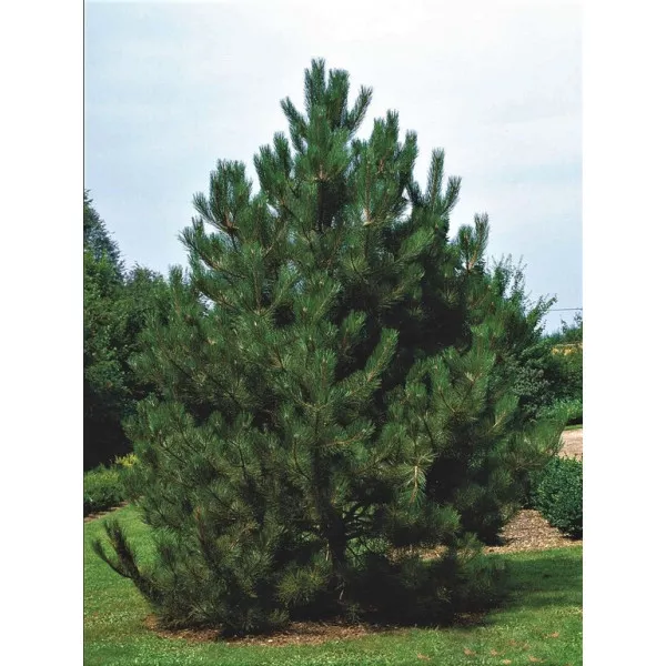 Pin austriac negru (Pinus nigra austriaca) la ghiveci C1