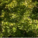 Dracila Green Way 