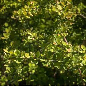 Dracila Green Way 