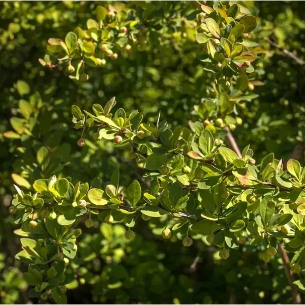 Dracila Green Way 
