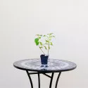 Hortensia paniculata Silver Dollar