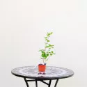 Hibiscus Oiseau Blue