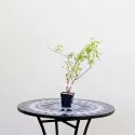 Liliac de vară Nanho Blue