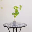 Viță de vie Kalina Red