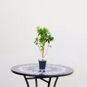 Azalee japoneza Konigstein