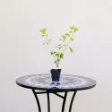 Hortensia paniculata Red Star