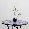 Aronia antistres