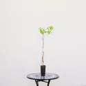 Nectarin Aeris