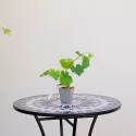 Viță de vie Arkadia