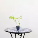 Hortensia arborescens Annabelle