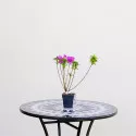 Azalee japoneza Geisha Purple 
