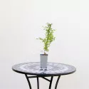 Dracila japoneză Helmond Pillar