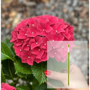 Pachet Hortensia macrophylla Alpengluhen și AquaStick SUStee, mărimea L, verde