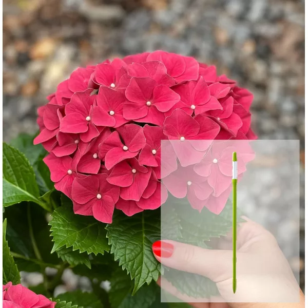 Pachet Hortensia macrophylla Alpengluhen și AquaStick SUStee, mărimea L, verde