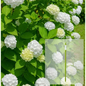 Pachet Hortensia macrophylla Soeur Therese și AquaStick SUStee, mărimea L, verde